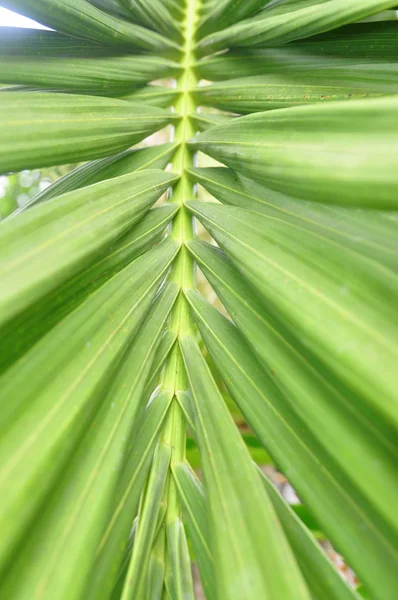 Równoległe palm zielony liść w Azji — Zdjęcie stockowe