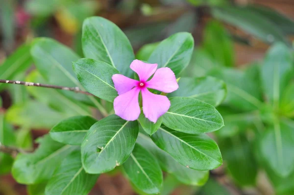 Periwinkle цветок весной в Азии — стоковое фото