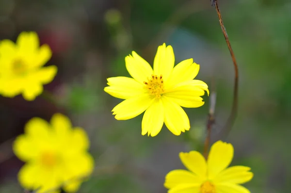 Coreopsis flower in the spring in asia — Stock Photo, Image
