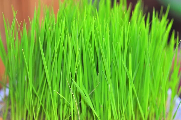 Green Paddy seedings in asia — Stock Photo, Image