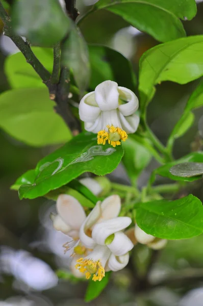 La floraison du pamplemousse au printemps au Vietnam — Photo