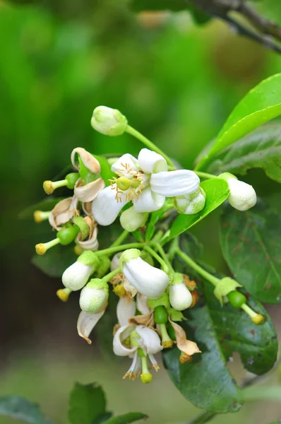 Flor de toranja na primavera no Vietnã — Fotografia de Stock