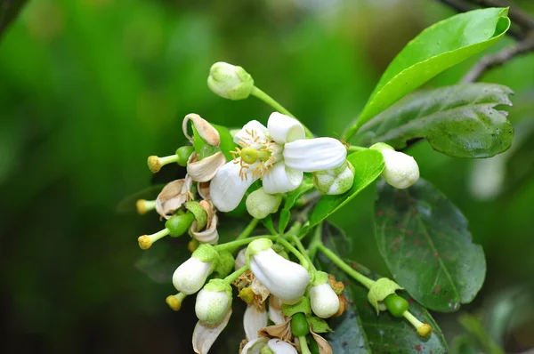 Flor de toranja na primavera no Vietnã — Fotografia de Stock