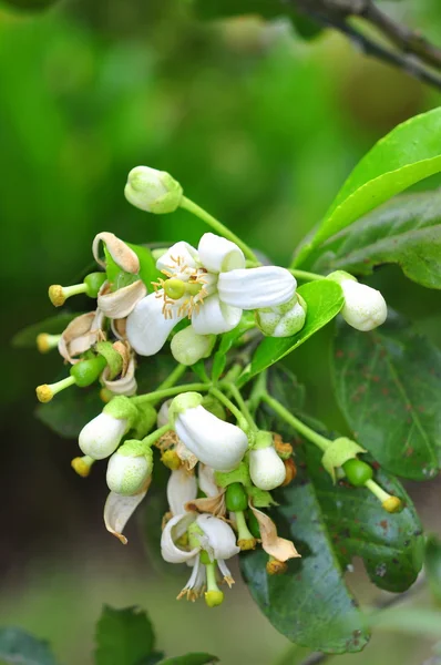 Flor de toranja na primavera no Vietnã — Fotografia de Stock