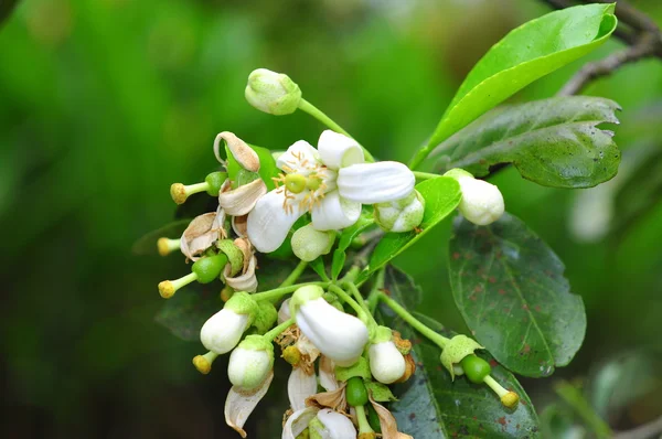 Flor de toranja na primavera no Vietnã — Fotografia de Stock