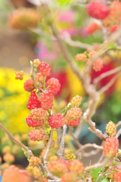 Moras frescas en el árbol —  Fotos de Stock