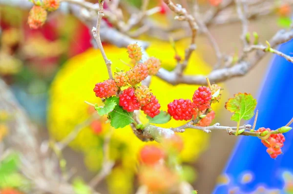 Fresh mulberries on the tree — Stock Photo, Image