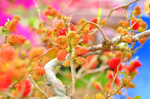 Moras frescas en el árbol —  Fotos de Stock