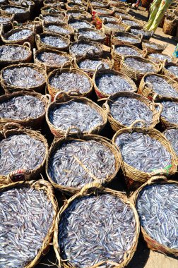 Kıyı şeridi Vietnam Hamsili balık sepetleri