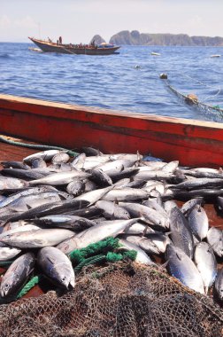 A bumper catch of tuna fish