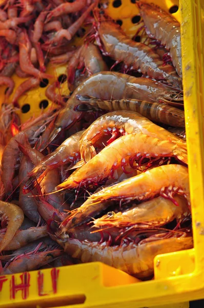 Shrimp harvest — Stock Photo, Image