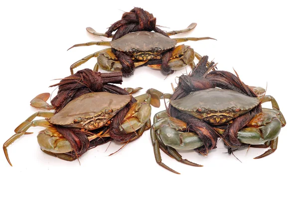 Krabba från Mekongdeltat på skålen — Stockfoto