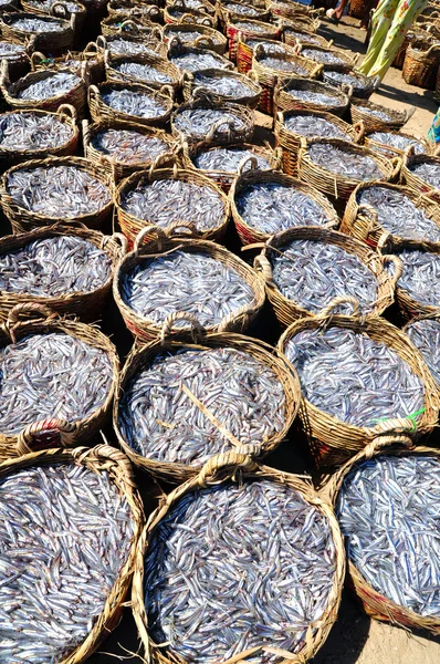 Korgar av ansjovis fisk i kusten i Vietnam — Stockfoto