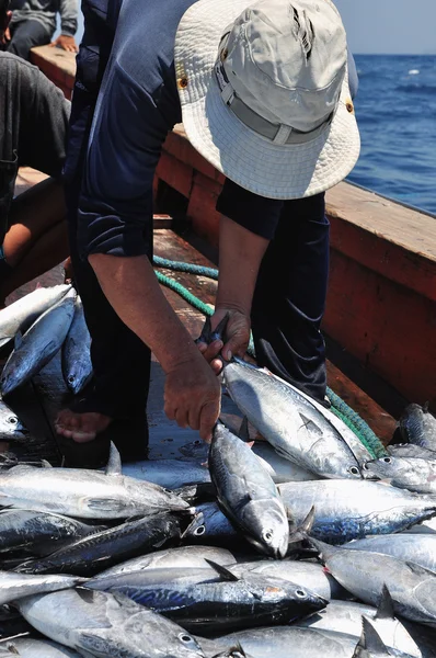 A bumper catch of tuna fish — 图库照片