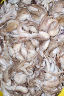 Ahtapot hammadde Vietnam bir deniz ürünleri fabrikasında işlenmeye hazır