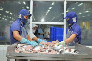 Vietnam işçi pangasius balık işleme tesisi mekong Deltası'nda deniz ürünleri kesme sonra sıralama