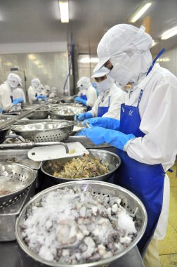 Tra Vinh, Vietnam - November 19, 2012: Workers are peeling and processing fresh raw shrimps in a seafood factory in the Mekong delta of Vietnam