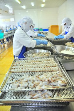 Tra Vinh, Vietnam - November 19, 2012: Workers are rearranging peeled shrimp onto a tray to put into the frozen machine in a seafood factory in the mekong delta of Vietnam