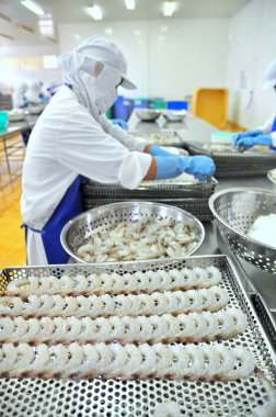 Tra Vinh, Vietnam - November 19, 2012: Workers are rearranging peeled shrimp onto a tray to put into the frozen machine in a seafood factory in the mekong delta of Vietnam