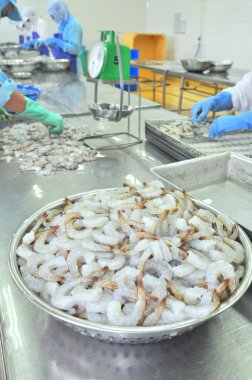 Tra Vinh, Vietnam - November 19, 2012: Workers are rearranging peeled shrimp onto a tray to put into the frozen machine in a seafood factory in the mekong delta of Vietnam clipart
