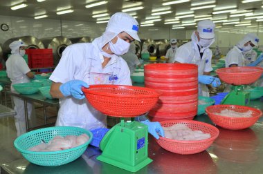 Tien Giang, Vietnam - March 2, 2013: Workers are weighing pangasius fish fillets in a seafood processing plant in Tien Giang, a province in the Mekong delta of Vietnam