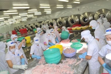 Tien Giang, Vietnam - 2 Mart 2013: İşçi pangasius balık rengini bir deniz ürünleri işleme tesisi Tien Giang, Vietnam Mekong Deltası'nda bir il içinde test ediyoruz