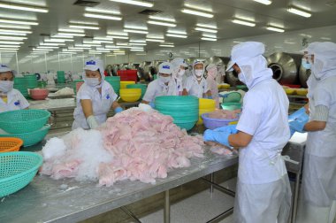 Tien Giang, Vietnam - 2 Mart 2013: İşçi pangasius balık rengini bir deniz ürünleri işleme tesisi Tien Giang, Vietnam Mekong Deltası'nda bir il içinde test ediyoruz