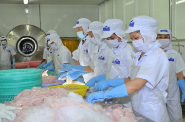 Tien Giang, Vietnam - 2 Mart 2013: İşçi pangasius balık rengini bir deniz ürünleri işleme tesisi Tien Giang, Vietnam Mekong Deltası'nda bir il içinde test ediyoruz