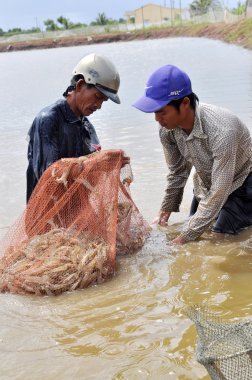 Bac Lieu, Vietnam - November 22, 2012: Vietnamese farmers are harvesting shrimps from their pond with a fishing net and small baskets in Bac Lieu city clipart