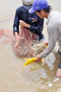 Bac Lieu, Vietnam - 22 Kasım 2012: Vietnam Çiftçiler karides balık ağı gölet ve Bac Lieu şehirde küçük sepetleri hasat