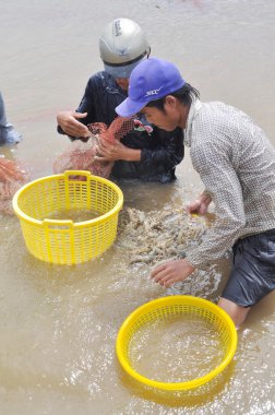 Bac Lieu, Vietnam - 22 Kasım 2012: Vietnam Çiftçiler karides balık ağı gölet ve Bac Lieu şehirde küçük sepetleri hasat
