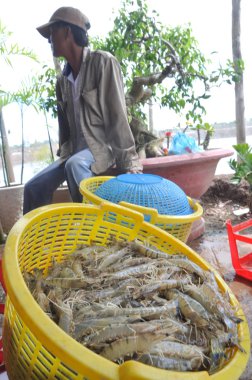 Bac Lieu, Vietnam - November 22, 2012: Shrimps are harvested and weighted to sell to the local processing plant in Bac Lieu city clipart