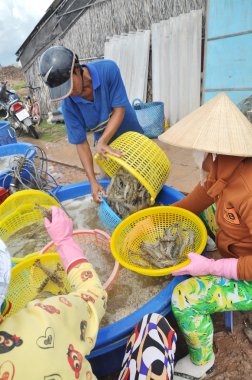 Bac Lieu, Vietnam - 22 Kasım 2012: Vietnam Çiftçiler karides Bac Lieu şehir bitkilerde işleme için satmadan önce onların Gölet--dan hasat sonrası sınıflandırma