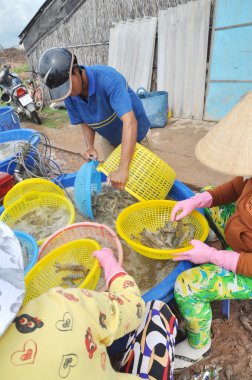 Bac Lieu, Vietnam - 22 Kasım 2012: Vietnam Çiftçiler karides Bac Lieu şehir bitkilerde işleme için satmadan önce onların Gölet--dan hasat sonrası sınıflandırma