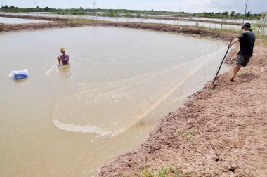 Bac Lieu, Vietnam - 22 Kasım 2012: Balıkçılar onların Gölet karides balık ağlarına Bac Lieu City tarafından hasat