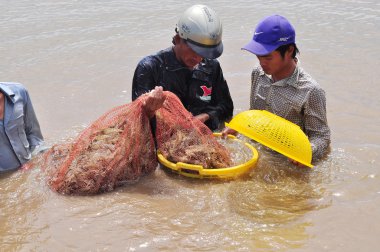 Bac Lieu, Vietnam - 22 Kasım 2012: Balıkçılar onların Gölet karides balık ağlarına Bac Lieu City tarafından hasat