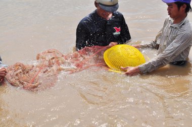Bac Lieu, Vietnam - 22 Kasım 2012: Balıkçılar onların Gölet karides balık ağlarına Bac Lieu City tarafından hasat