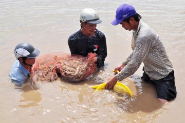 Bac Lieu, Vietnam - 22 Kasım 2012: Balıkçılar onların Gölet karides balık ağlarına Bac Lieu City tarafından hasat