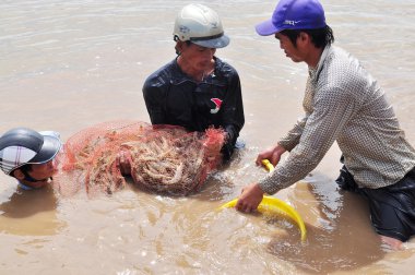 Bac Lieu, Vietnam - 22 Kasım 2012: Balıkçılar onların Gölet karides balık ağlarına Bac Lieu City tarafından hasat