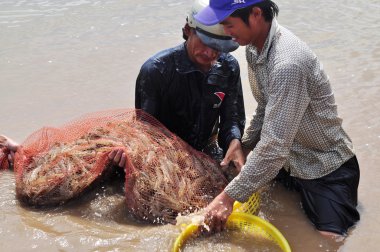 Bac Lieu, Vietnam - 22 Kasım 2012: Balıkçılar onların Gölet karides balık ağlarına Bac Lieu City tarafından hasat