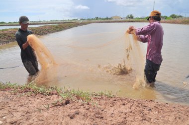 Bac Lieu, Vietnam - 22 Kasım 2012: Balıkçılar onların Gölet karides balık ağlarına Bac Lieu City tarafından hasat