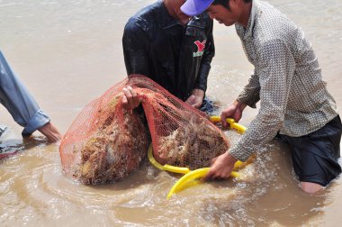 Bac Lieu, Vietnam - November 22, 2012: Fishermen are harvesting shrimp from their pond by fishing nets in Bac Lieu city clipart
