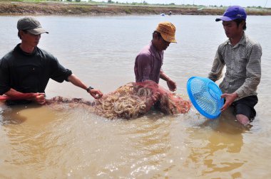 Bac Lieu, Vietnam - 22 Kasım 2012: Balıkçılar onların Gölet karides balık ağlarına Bac Lieu City tarafından hasat