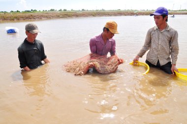 Bac Lieu, Vietnam - 22 Kasım 2012: Balıkçılar onların Gölet karides balık ağlarına Bac Lieu City tarafından hasat