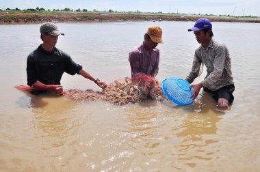 Bac Lieu, Vietnam - 22 Kasım 2012: Balıkçılar onların Gölet karides balık ağlarına Bac Lieu City tarafından hasat
