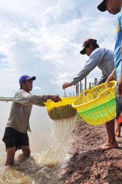 Bac Lieu, Vietnam - 22 Kasım 2012: Balıkçılar onların su birikintisi içinde TZB Lieu şehir karides hasat