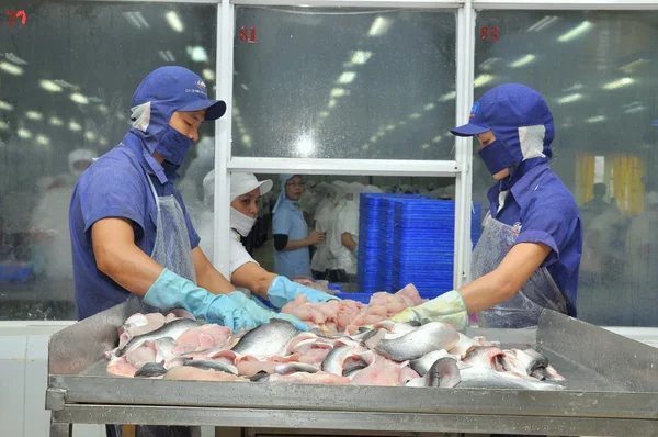 I lavoratori vietnamiti stanno selezionando il pesce pangasio dopo il taglio in un impianto di lavorazione dei frutti di mare nel delta del Mekong — Foto Stock