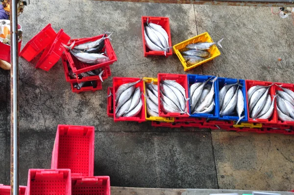 Fishes are being collected and sorted into baskets before loading onto the truck at the Hon Ro seaport — Stock Photo, Image