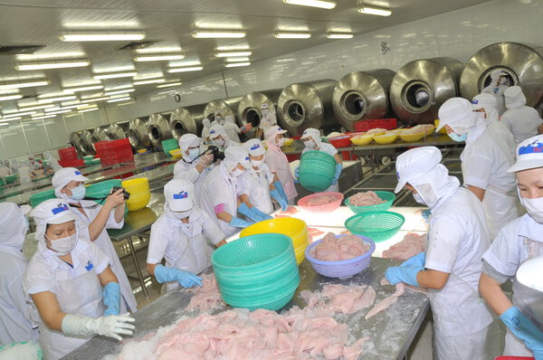 Tien Giang, Vietnam - March 2, 2013: Workers are testing the color of pangasius fish in a seafood processing plant in Tien Giang, a province in the Mekong delta of Vietnam