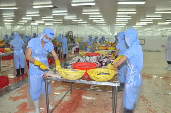 Tien Giang, Vietnam - March 2, 2013: Workers are filleting pangasius fish in a seafood processing plant in Tien Giang, a province in the Mekong delta of Vietnam